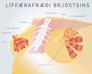 Líffærafræði brjóstsins - teikning